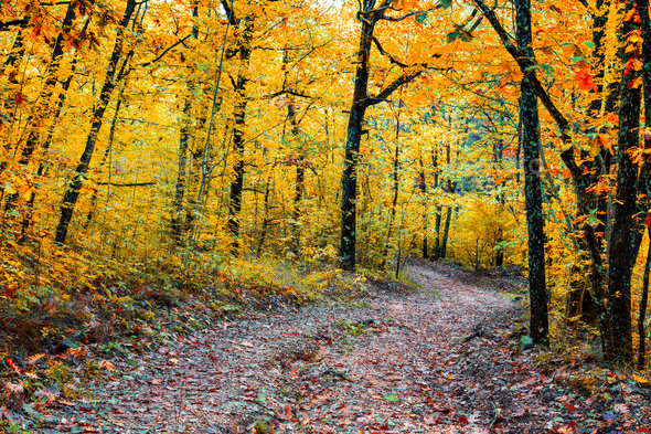 Autumn scenery. Beautiful gold falls in the forest. Beautiful scene in a yellow autumn forest. - Stock Photo - Images