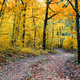 Autumn scenery. Beautiful gold falls in the forest. Beautiful scene in a yellow autumn forest. - PhotoDune Item for Sale