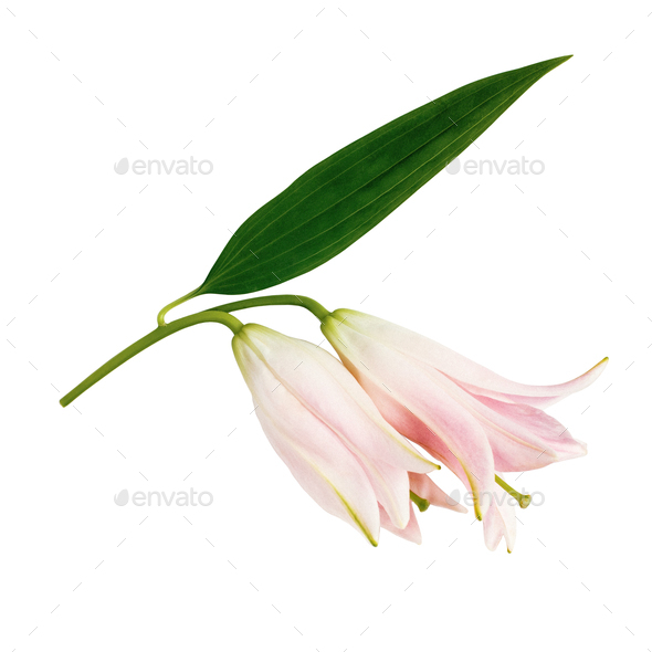 Pink lily flower buds with green leaf isolated on white background - Stock Photo - Images
