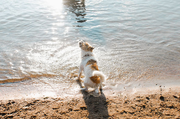 Wet dog jack russell terrier shakes off water standing on shore, outdoors. Active pet outdoors