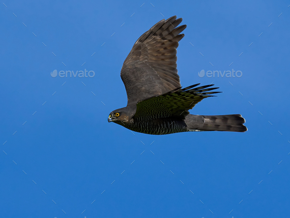 Eurasian sparrowhawk (Accipiter nisus) - Stock Photo - Images