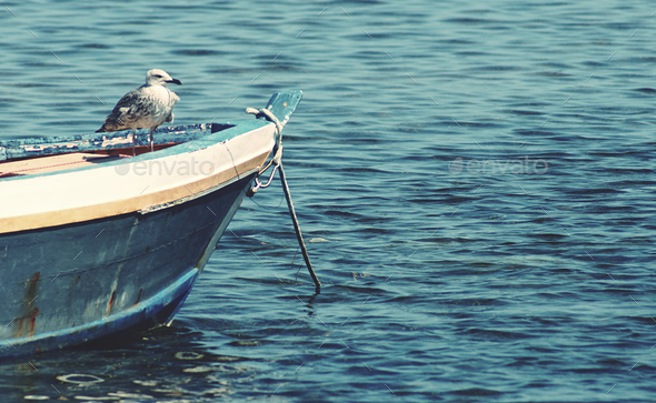 A seagull on a boat - Stock Photo - Images