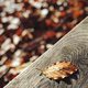 A dry leaf on a bench - PhotoDune Item for Sale