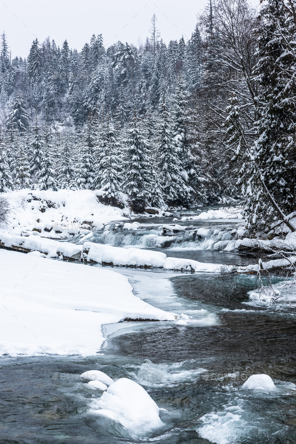 Wild river in snowy forest at winter - Stock Photo - Images