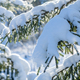 snow-covered branches of pine, spruce in winter. nature - PhotoDune Item for Sale