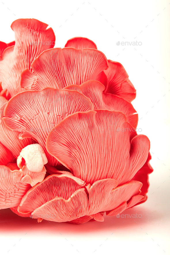Pink oyster mushroom, bunch, close-up , raw, no people,