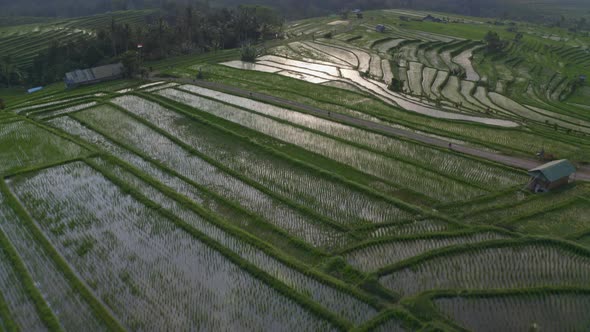Grey Clouds and Lush Green Rice Plantation in the Bali Rice Terraces alt