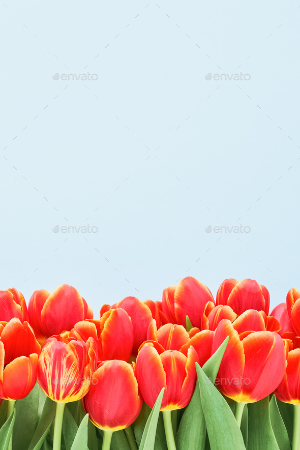 Red tulips bunch on a blue background. Mothers Day, Valentines Day, birthday celebration concept.