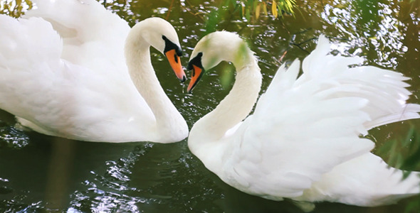 Two White Swans
