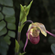 Lady slipper orchid  - PhotoDune Item for Sale