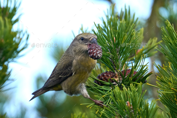 Parrot crossbill (Loxia pytyopsittacus) - Stock Photo - Images
