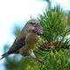 Parrot crossbill (Loxia pytyopsittacus) - PhotoDune Item for Sale