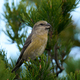 Parrot crossbill (Loxia pytyopsittacus) - PhotoDune Item for Sale