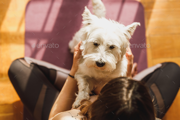 Woman Playing With Her Pet Dog In Morning Sunshine - Stock Photo - Images