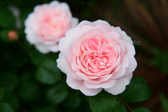 Pink english roses Queen of Sweden