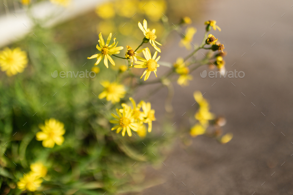 Closeup of Senecio madagascariensis flowers in a field under the sunlight with a blurry background - Stock Photo - Images