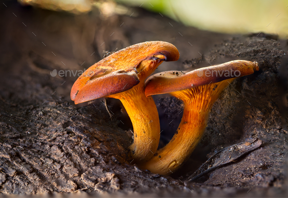 Two Jack o lantern Omphalotus olearius mushrooms - Stock Photo - Images