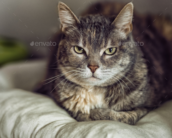 Closeup of a grey furry cat looking at the camera on a fluffy pillow
