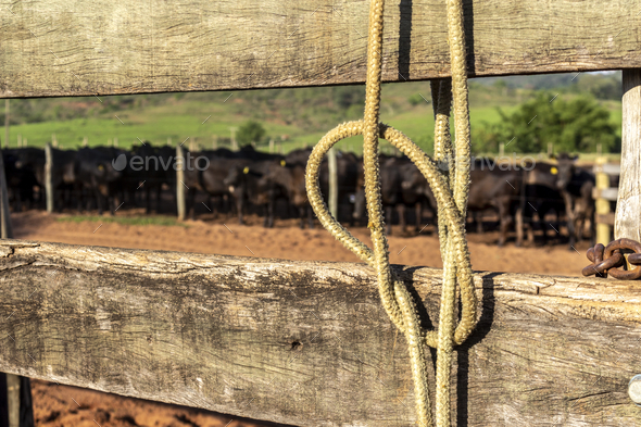 Closeup of a rope with bow hanging on a wooden fence of Angus