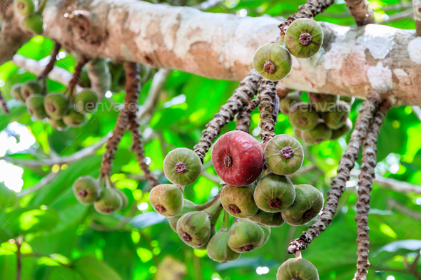 Ficus auriculata fruit - Stock Photo - Images