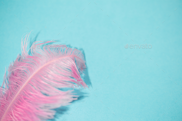 Closeup shot of pink feathers on a blue background Stock Photo by wirestock