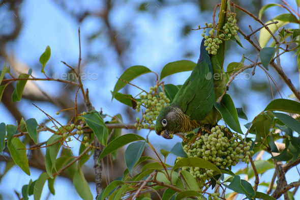 maroon-bellied parakeet (Pyrrhura frontalis) feeding in a Ligustrum lucidum tree - Stock Photo - Images