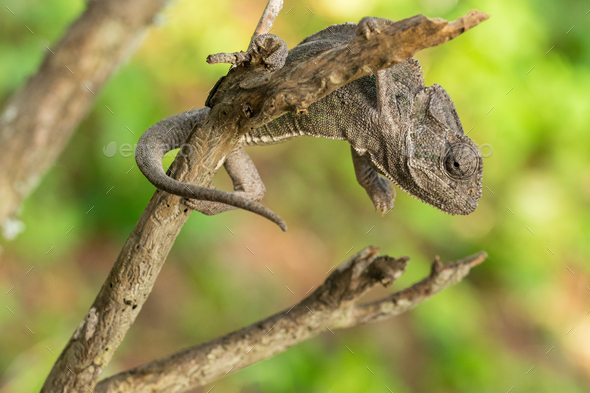 11,600+ Chameleon Camouflage Stock Photos, Pictures & Royalty-Free Images -  iStock