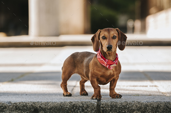 Cute brown dwarf dachshund with a stylish scarf on its neck walking on the street