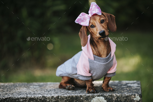weet brown dwarf dachshund wearing a stylish pullover and pink headband posing in a park