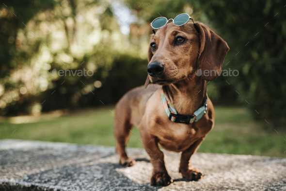 Closeup portrait of a cute brown dwarf dachshund wearing a collar and sunglasses walking in a park