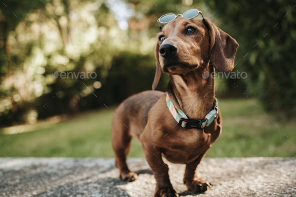 Closeup portrait of a cute brown dwarf dachshund wearing a collar and sunglasses walking in a park
