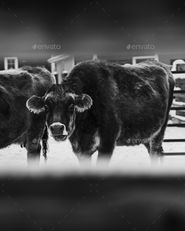Grayscale shot of dairy cows through the fence on the farm during winter