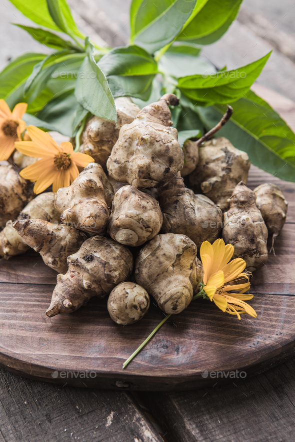 Jerusalem artichoke tubers. Freshly harvested roots of Helianthus