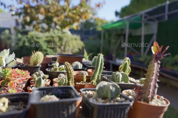 Closeup shot of different types of cactus in an outdoor store