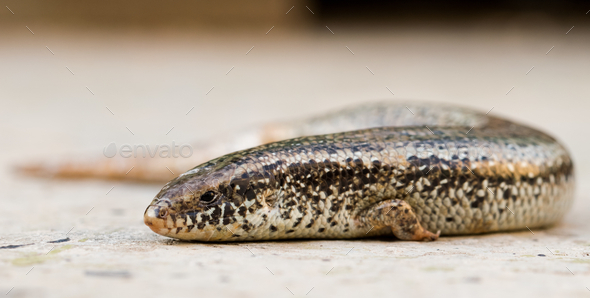 Closeup of a Chalcides ocellatus on the ground in Malta with a blurry background - Stock Photo - Images