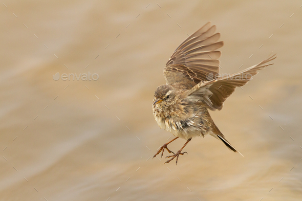 Selective focus shot of a flying Anthus spinoletta or water pipit during daylight - Stock Photo - Images