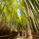 Woman standing amidst bamboo plants in forest - PhotoDune Item for Sale