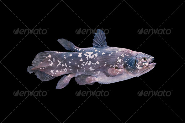Living fossil fish, Coelacanth. - Stock Photo - Images