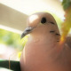 Bird On A Balcony - VideoHive Item for Sale