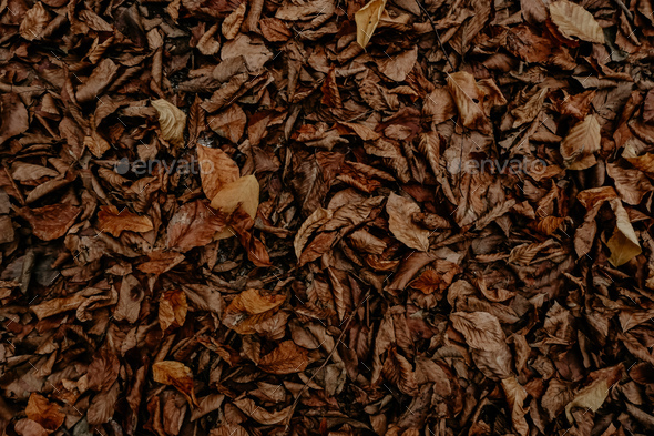 Flatlay of the dry leaves - Stock Photo - Images