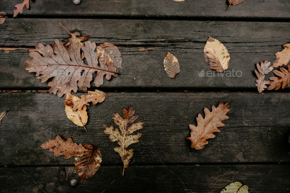 Flat lay of leaves. Dry leaves concept.  - Stock Photo - Images
