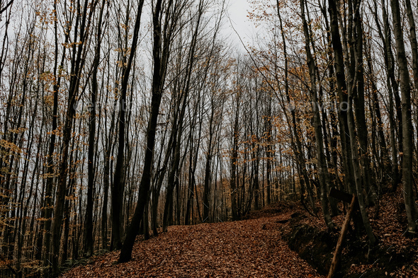 Autumn forest - Stock Photo - Images