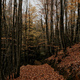 Autumn forest - PhotoDune Item for Sale