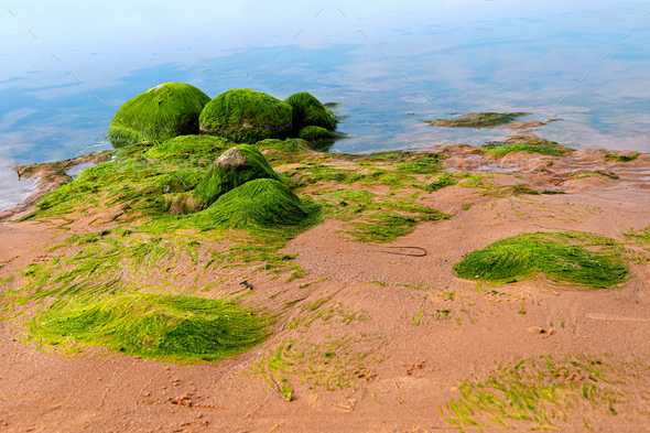Green algae covered boulders at sea coast beach. Rocks covered with green seaweed in sea water. - Stock Photo - Images