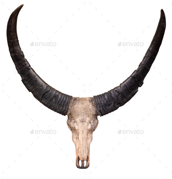 Isolated Cow Skull And Horns - Stock Photo - Images