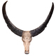 Isolated Cow Skull And Horns - PhotoDune Item for Sale