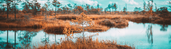 Bright Dramatic Sky Above Wetland. Panoramic View On Natural Swamp. Coniferous Trees At Bog. Nature - Stock Photo - Images