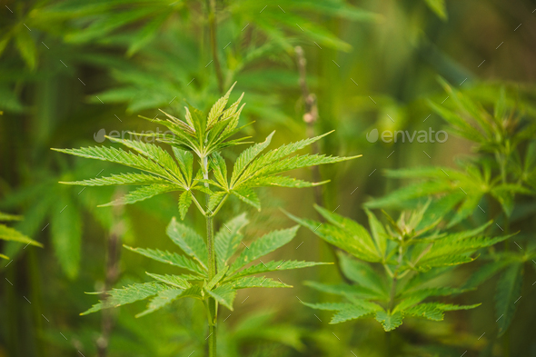 Legal Green Marijuana Cannabis Leaves Growing At Farm In Summer Day, Beautiful Cannabis Background - Stock Photo - Images