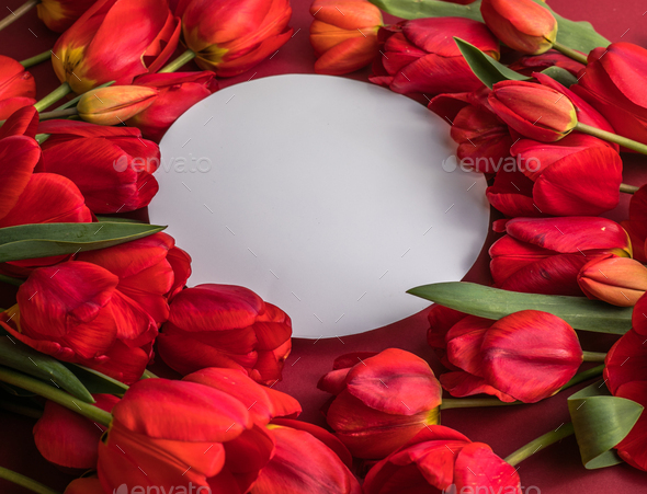 tulip flowers on bright white red background. Flat lay. Spring minimal concept.