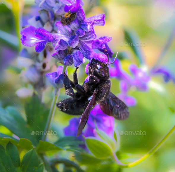 Violet carpenter bee on a sage flower - Stock Photo - Images